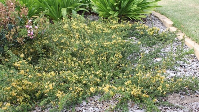 Growing ground cover Grevilleas