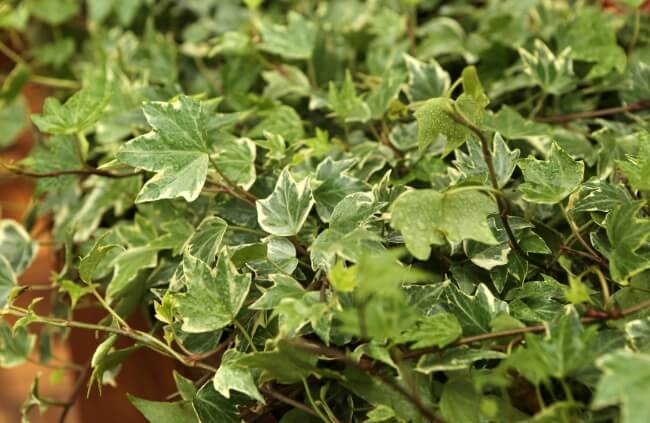 Hedera helix as plants for terrariums