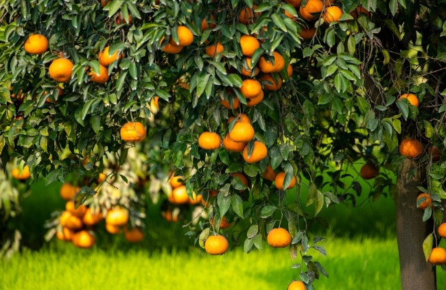 How to Fertilise Citrus Trees