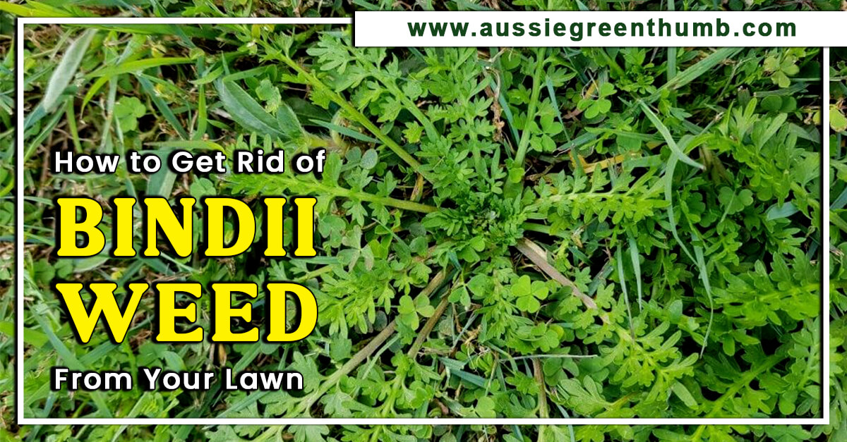 How to Get Rid of Bindii Weed From Your Lawn AGT