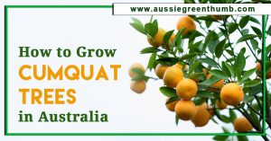 How to Grow Cumquat Trees in Australia