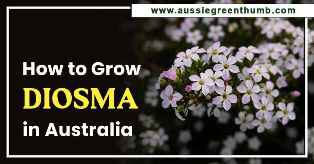 How to Grow Diosma in Australia