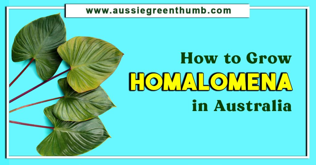 How to Grow Homalomena in Australia