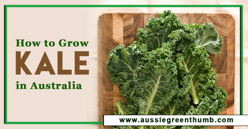 How to Grow Kale in Australia