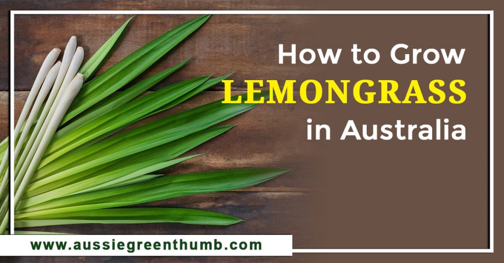 How to Grow Lemongrass in Australia