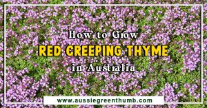 How to Grow Red Creeping Thyme in Australia