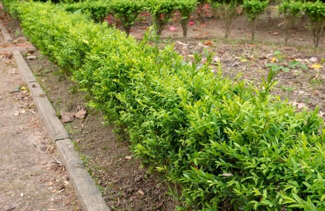 How to Plant Buxus Hedges