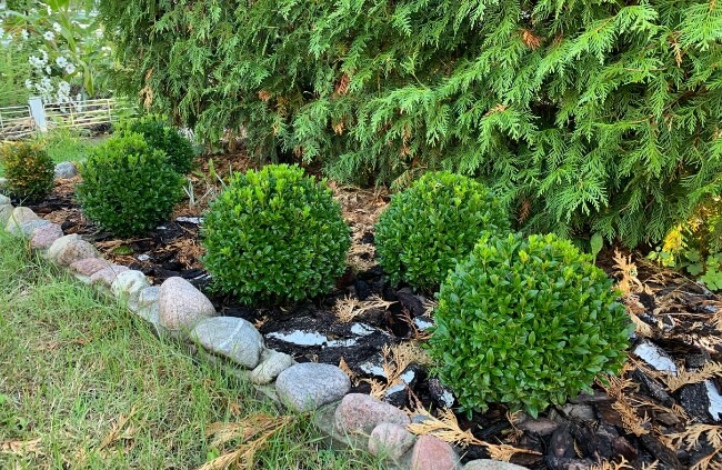 How to Propagate Buxus