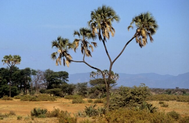 Hyphaene, fan palms native to Africa and the Middle East