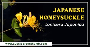 Japanese Honeysuckle: Lonicera Japonica