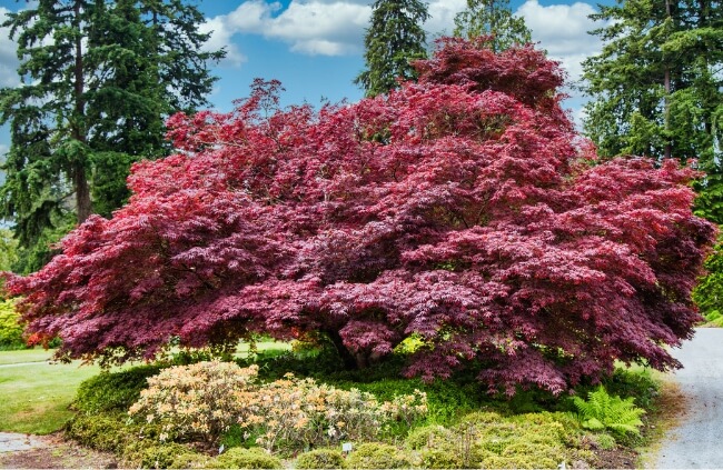 Japanese Maple Tree, a slow-growing deciduous tree perfect for outdoor pots or smaller gardens