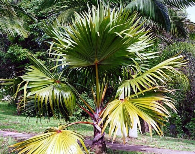 Latania, Indian Ocean fan palms
