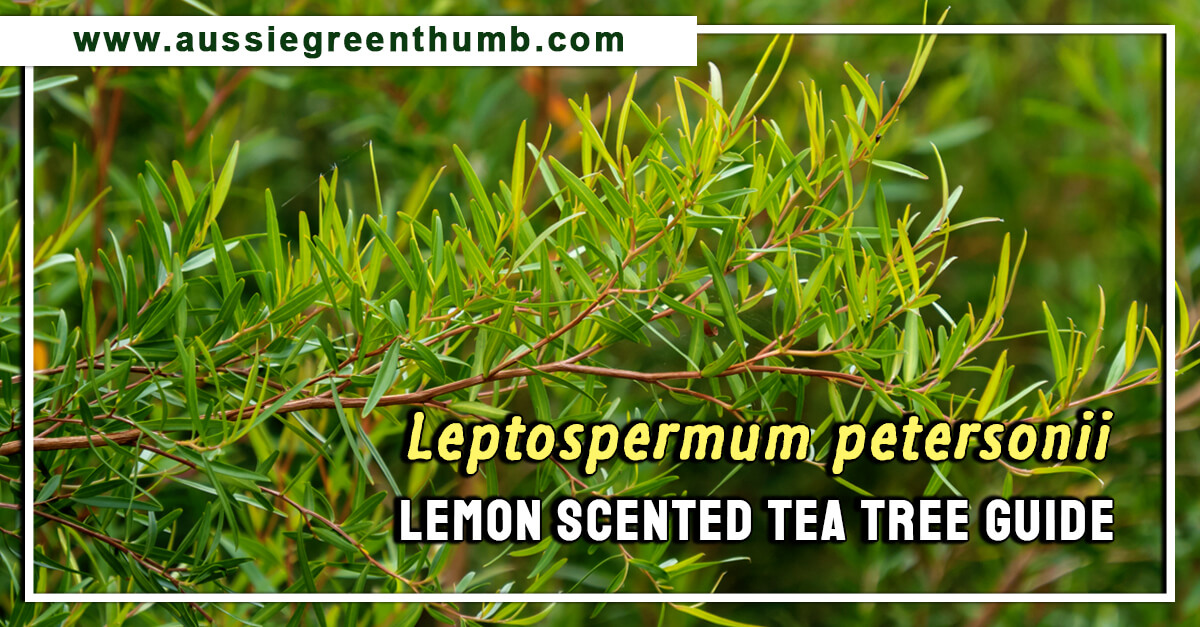 Leptospermum petersonii – Lemon Scented Tea Tree Guide