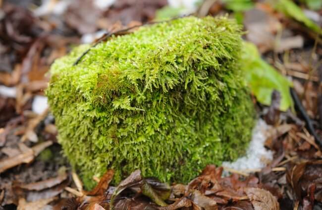 Leucobryum glaucum is the perfect base for any mixed terrarium
