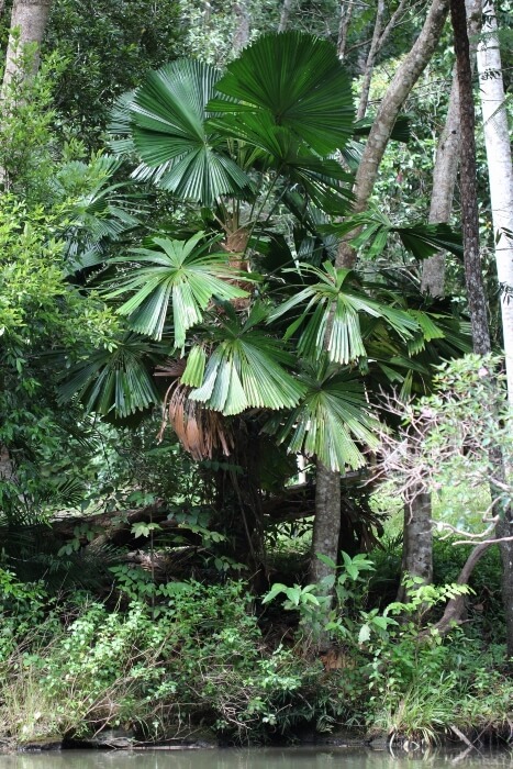 Licuala ramsayi known as Australian fan palm