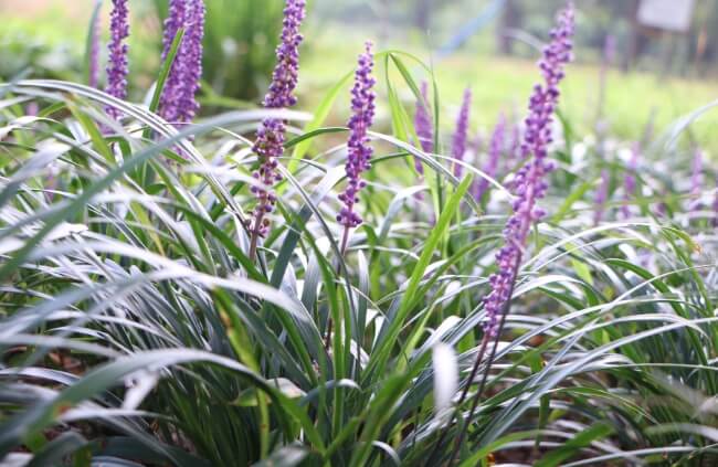 Liriope ‘Evergreen Giant’, a cultivar of Liriope muscari