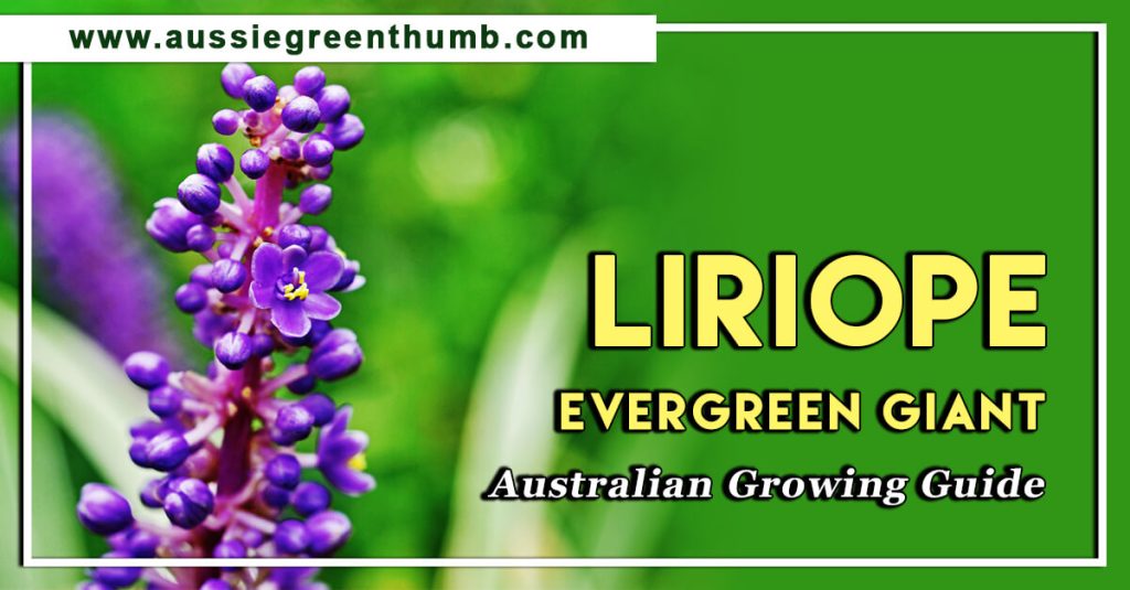 Liriope Evergreen Giant: Australian Growing Guide