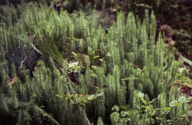 Lycopodiopsida commonly known as Clubmoss