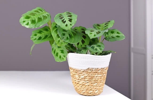 Maranta leuconeura are well suited to bathrooms and humid spaces with consistent temperatures