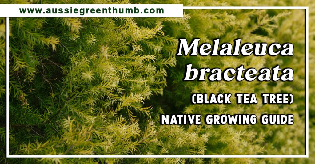 Melaleuca bracteata (Black Tea Tree) Native Growing Guide