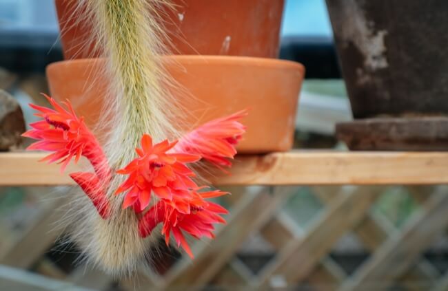 Monkey Tail Cactus Flower