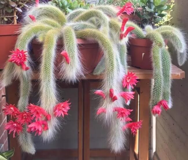 Monkey Tail Cactus Propagation