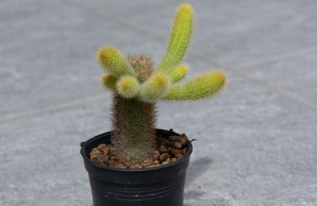 Monkey Tail Cactus in a Pot