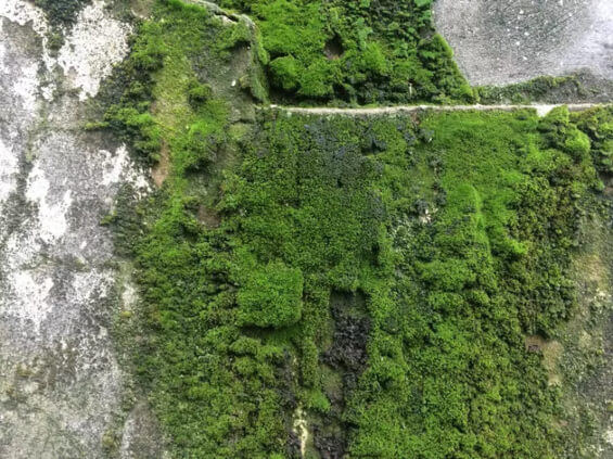 Moss-Covered Garden Wall