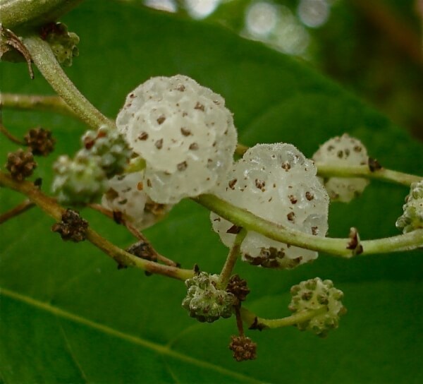 Native Mulberry Fruit