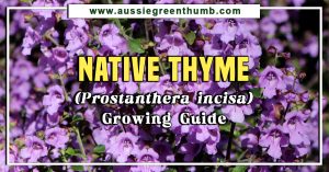 Native Thyme (Prostanthera incisa) Growing Guide