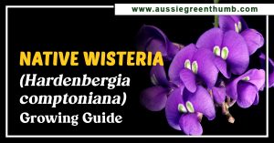 Native Wisteria (Hardenbergia comptoniana) Growing Guide
