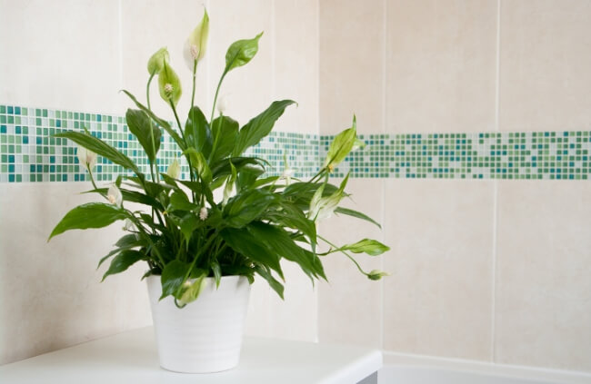 Peace Lily is perfect for humid spaces and it is claimed that it reduces mould and mildew