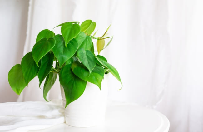 Philodendron in a bathroom