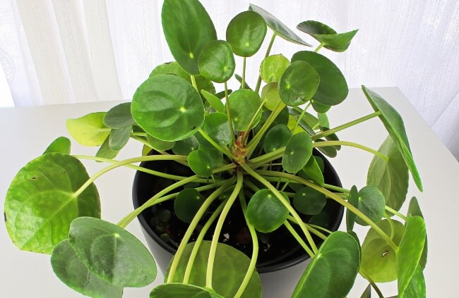 Pilea as a plant for terrariums
