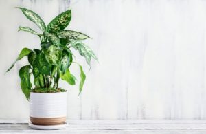 30 Best Bathroom Plants to Grow in Australia