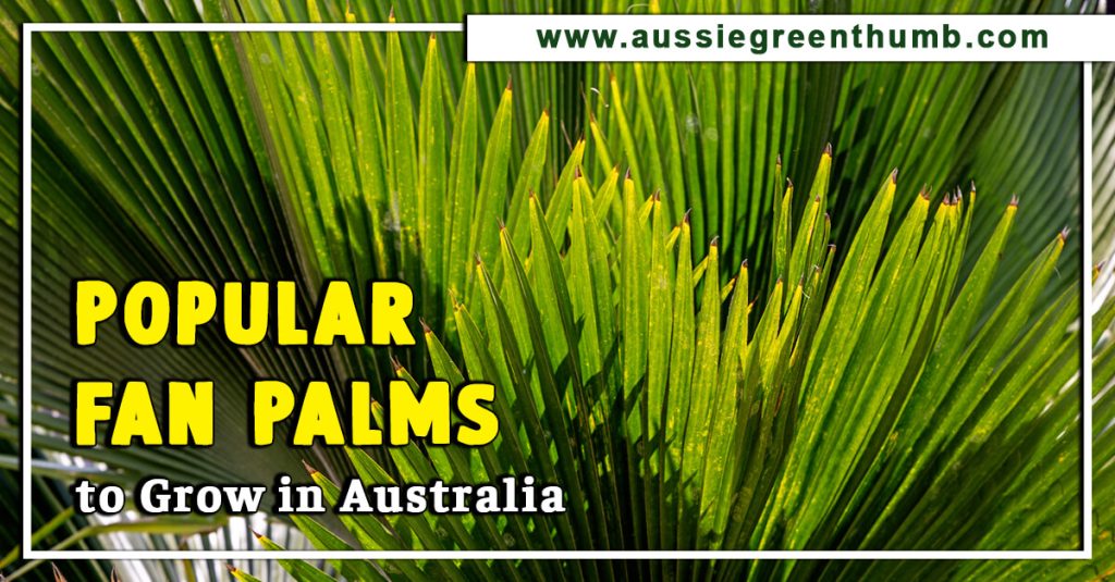 Best Ground Cover Plants in Australia