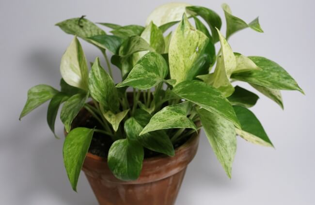 Pothos can last well in a large sealed terrarium