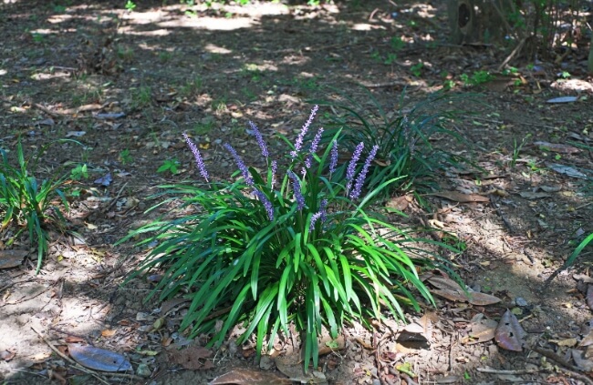 Propagating Liriope ‘Evergreen Giant’