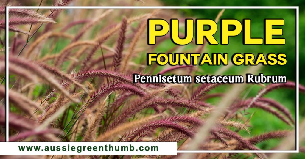 Purple Fountain Grass : Pennisetum setaceum Rubrum