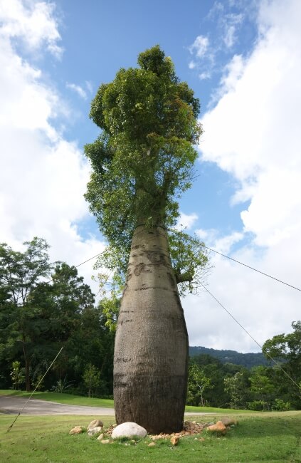 Queensland Bottle Tree, one of the most iconic and unique-looking Australian deciduous trees