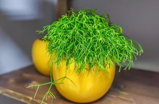Rhipsalis are perfect for bathrooms