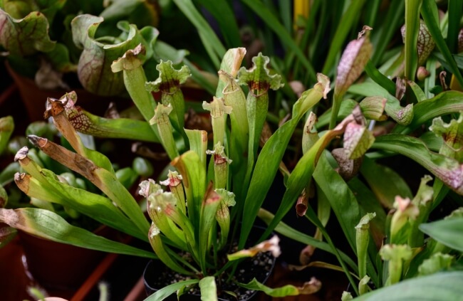 Sarracenia, known as Trumpet Pitcher Plant