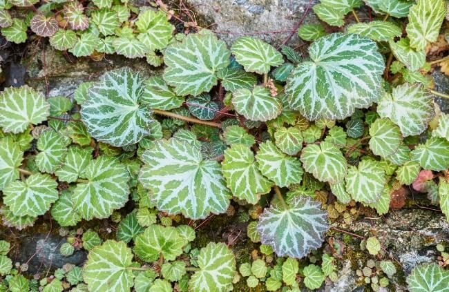 Saxifraga stolonifera is one of the easiest plants for any terrarium