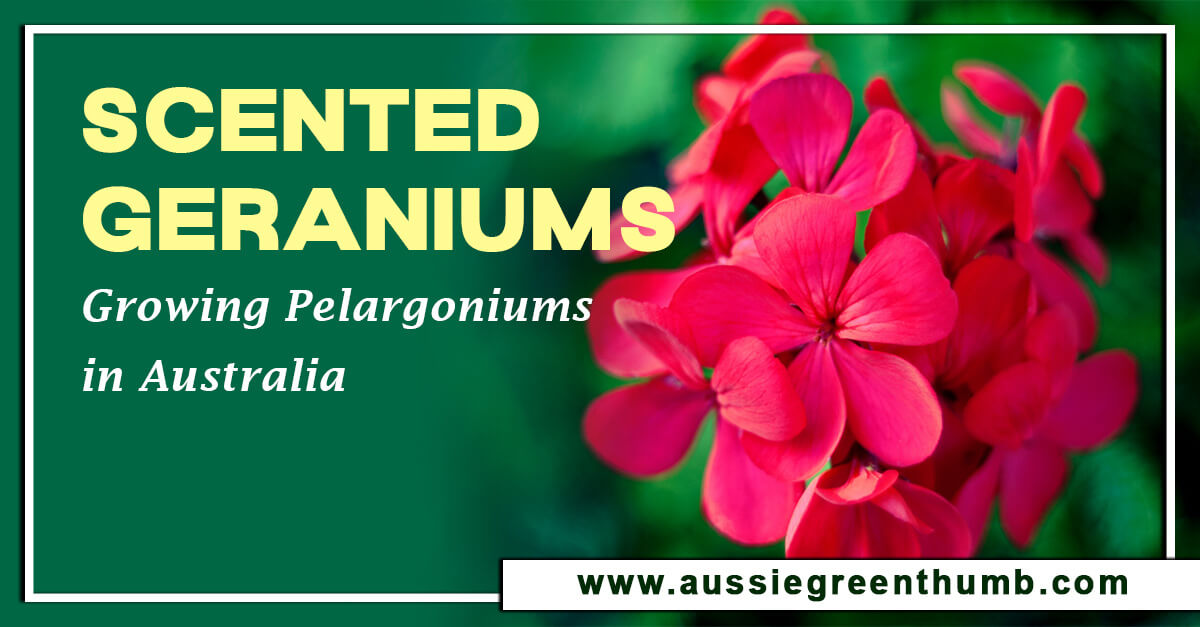 Scented Geraniums Growing Pelargoniums in Australia