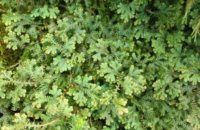 Selaginella uncinata is a particularly well suited cultivar of spikemoss for terrariums