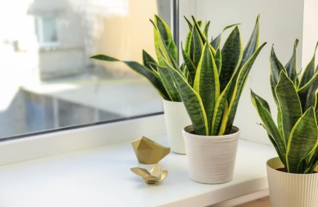 Snake plants are often sold as good bathroom plants