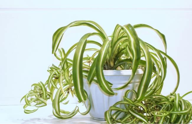 Spider Plant are one of the easiest bathroom plants you can grow