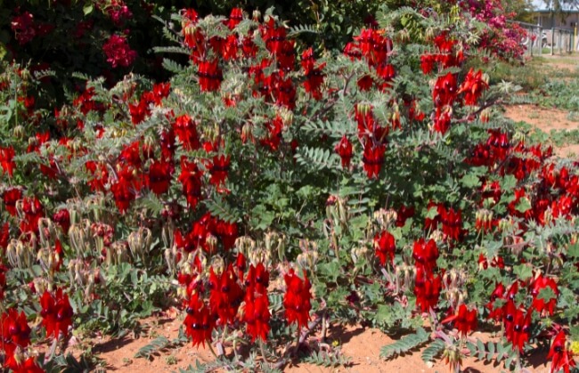 Sturt Desert Pea, native ground cover plant