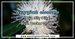 Syzygium oleosum (Blue Lilly Pilly) Bush Tucker Guide