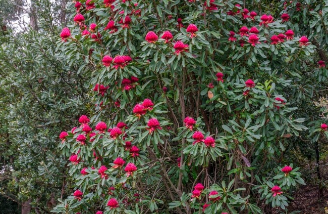 Telopea, Australian bushes